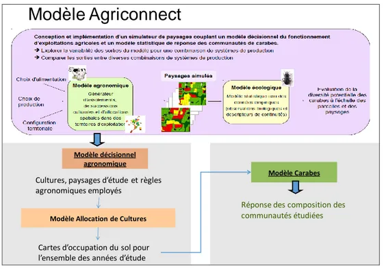 Figure 1 : Modèle globale Agriconnect (source : séminaire AGRICONNECT Mars 2014, Boussard et al)