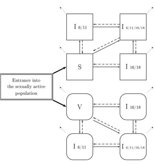Figure 1. Transfer diagram of the HPV model. The dierent compartments represent individuals