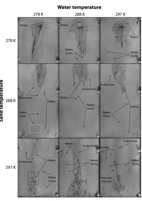 Fig. 8. A series of annotated images highlighting the morphological inﬂuence of the pellets as a function of sediment and water temperature