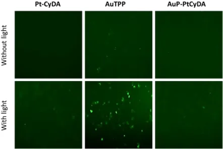 Figure 6.Phototoxicityofdyads AuP-PtNH 3 ,AuP-PtPyandAuP-PtCyDAincubated at 0.5 µM with MCF-7  cells during 24 h and irradiated 20 min at  exc  = 390 – 420 nm (39 J.cm -2 )