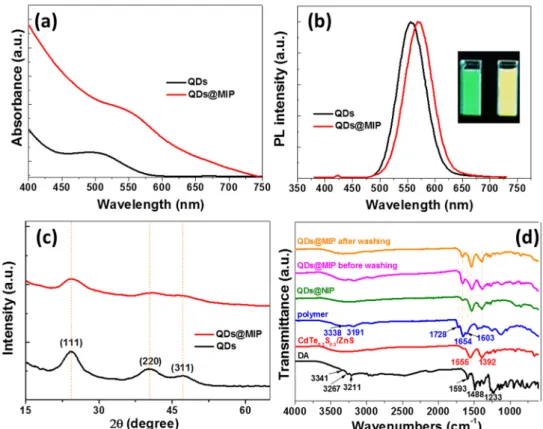 Figure 1. (a) UV-visible, (b) photoluminescence (PL) emission spectra (the inset of Figure 1b is a digital photograph taken under UV-light irradiation of QDs and QDs@MIP) and (c) XRD patterns of CdTe 0.5 S 0.5 /ZnS QDs and of QDs@MIP