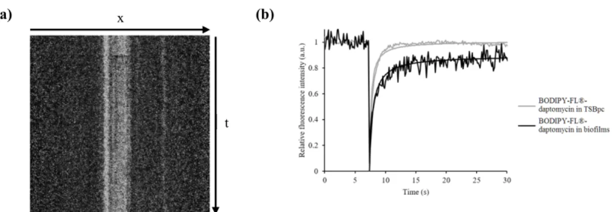 Fig.  2:  FRAP  acquisitions  for  BODIPY-FL®-daptomycin  inside  S. aureus biofilms.  (a)  Kymogram 488 