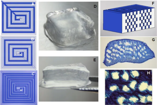 Figure 1. Three-dimensional printed Si-HPMC constructs with microchannels. (A) Design of the first  of the odd layers of the construct, where darker line represents gelatin printed strands, and lighter  lines represent Si-HPMC strands