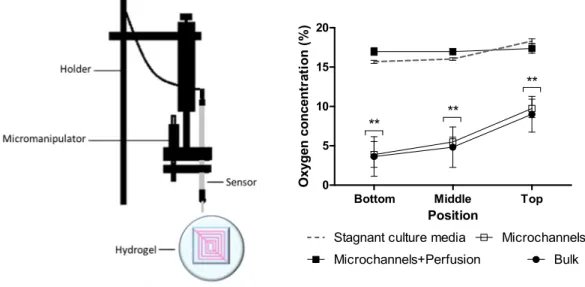 Figure 2. (Left) Schematic of the apparatus for measuring oxygen concentrations. (Right) Oxygen  levels at different heights of the constructs with and without perfusion, 24 h after bioprinting of the  constructs