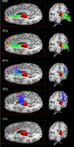 Figure 3.1 – Representation of the white matter fiber bundles connecting the thalamus to different regions of interest  in the frontal cortex