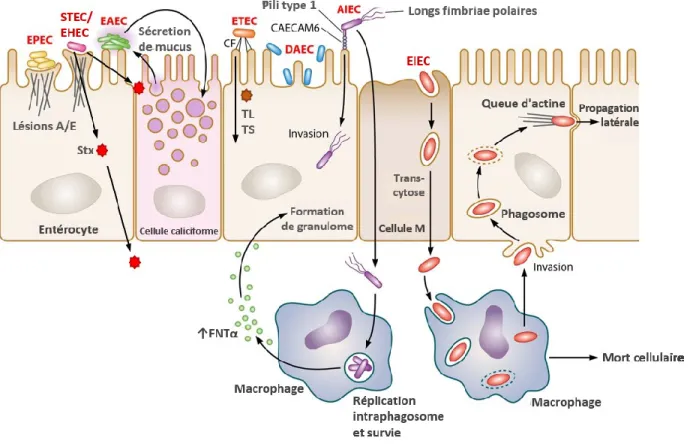 Figure 1. Pathotypes des E. coli pathogènes intestinales et leur façon à coloniser l’épithélium intestinal