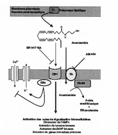 Figure 9. Synthèse, libération et dégradation de l’anandamide (Derkinderen P et al 2004).l’anadarnide est produit après hydrolyse d’un précurseur lipidique de la membrane plasmique, par une phospholipase