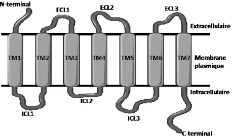 Figure 5.  Modèle d’un récepteur couplé aux protéines G 