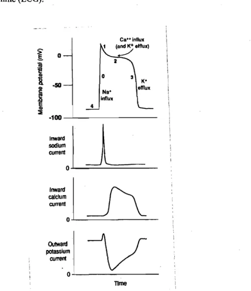 Figure  1.1  Représentation schématique d'un potentiel d'action  au  niveau  d'un myocyte  cardiaque (tiré de Elsevier