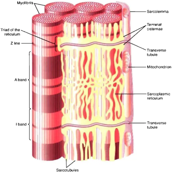 Figure  1.4:  Représentation  de  la  localisation  des  tubules  T  et  du  réticulum  sarcoplasmique dans  le  myocyte cardiaque 