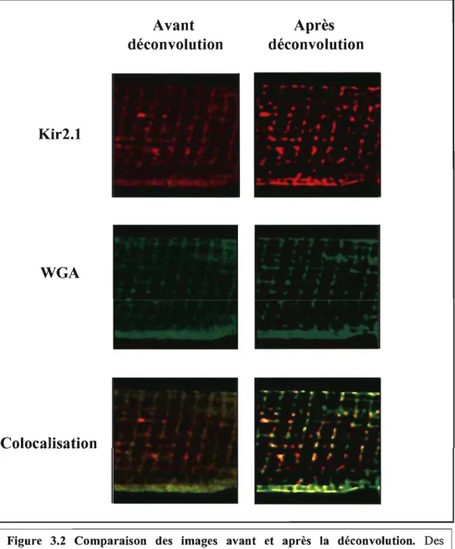 Figure  3.2  Comparaison  des  images  avant  et  après  la  déconvolution.  Des  marquages contre  Kir2.1  et pour le  WGA dans des  myocytes  ventriculaires de souris  adultes  avant  (gauche)  et  après  (droite)  déconvolution