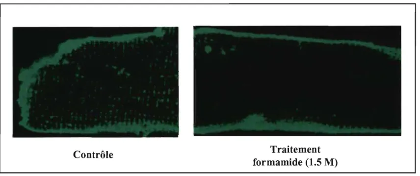 Figure 3.4 Détubulation au  formamide.  Le marquage à la WGA au  niveau des  myocytes ventriculaires de  souris  adultes  sous  des  conditions  contrôles  et après  un  traitement au  formamide  (1.5  M,  10  minutes  de  lavage),  montre  que  la WGA n'a
