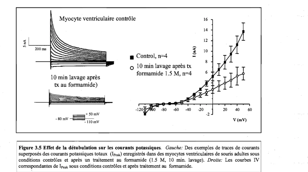Figure 3.5 Effet de  la détubulation sur les  courants  potassiques.  Gauche:  Des  exemples  de  traces  de  courants  superposés des courants potassiques totaux  (IPeak)  enregistrés dans des myocytes ventriculaires de souris adultes sous  conditions  co