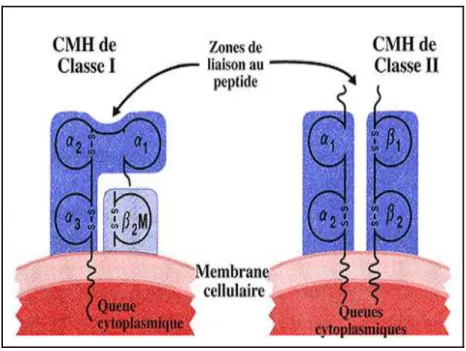Figure 3 : La structure des CMH de classe I et de classe II. D’aprés (Benjamini. , 1996).