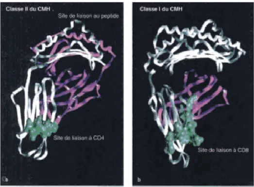 Figure 7 : les sites d’interaction de CD4 et CD8 sur les molécules du CMH de classe II et I