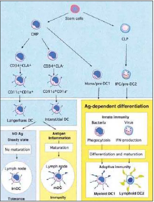 Figure  10 :  Développement,  diversité,  maturation  et  fonction  des  cellules  souche  hématopoïétique  CD34+ en précurseur myéloïde (common myeloid  progenitor, CMP) et en précurseur lymphoïde (common  lymphoid progenitor, CLP)