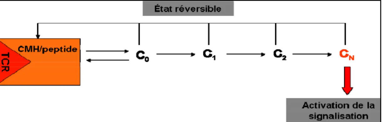 Figure 15 : Schématisation du modèle de « Kinetic Proofreading » pour la signalisation du TCR.