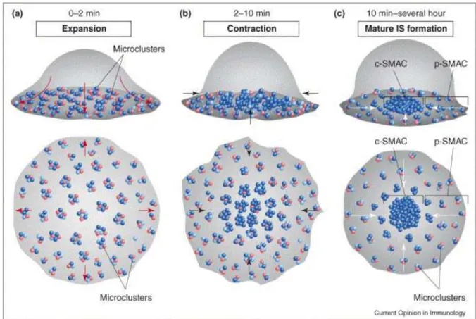 Figure  19 :  Formation  des  micro-groupes  de  TCR  suite  à  la  reconnaissance  antigénique