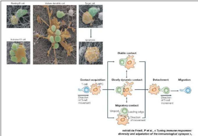 Figure 20 : Dynamique de l’interaction entre un lymphocyte T et une CPA. Extrait de Friedl et coll
