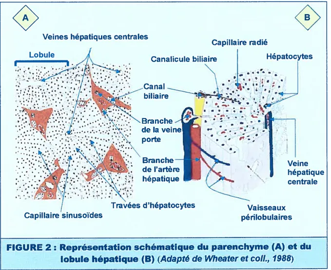 FIGURE 2: Représentation schématïque du parenchyme fA et du lobule hépatique (B) (Adapté de Wheater et col!., 1988)