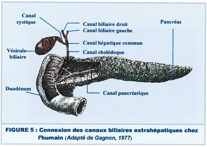 FIGURE 5: Connexion des canaux biliaires extrahépatïques chez l’humain (Adapté de Gagnon, 1977)