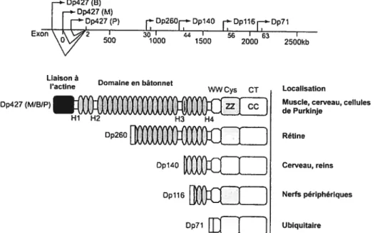 Figure 2. Position des différents promoteurs du gène de la dystrophine et localisation tissulaire des isoformes de la dystrophine