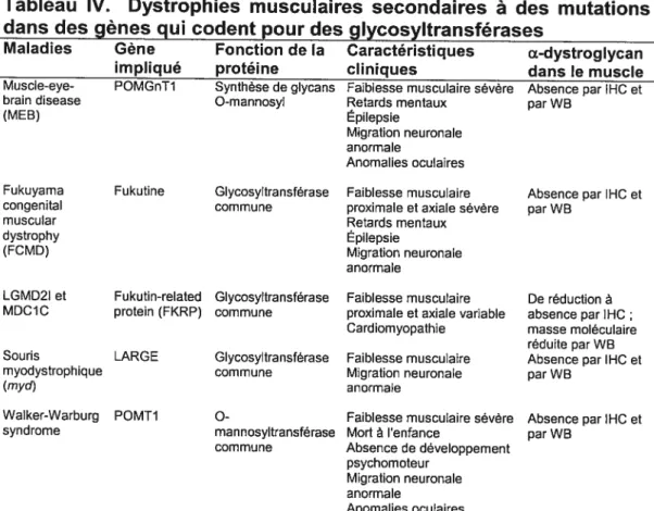 Tableau IV. Dystrophies musculaires secondaires à des mutations dans des gènes qui codent pour des glycosyltransférases