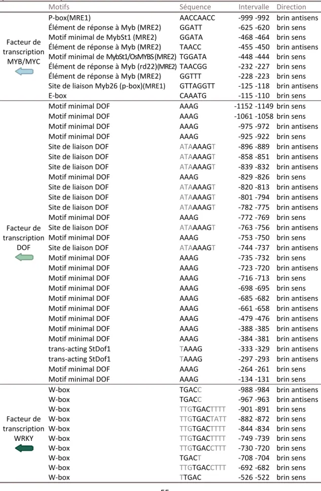 Tableau III : Motifs reliés à la régulation de l’expression par des facteurs de transcription présents dans le promoteur connu de ScRALF3