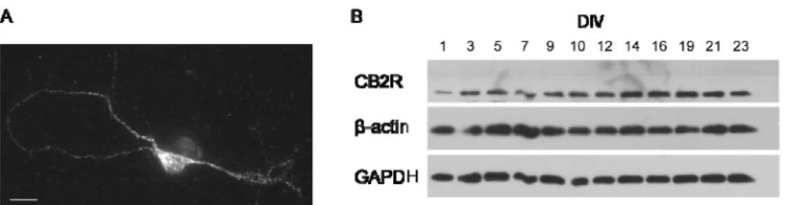 Figure S-1 Expression of CB 2 R in primary cortical neuron cultures 