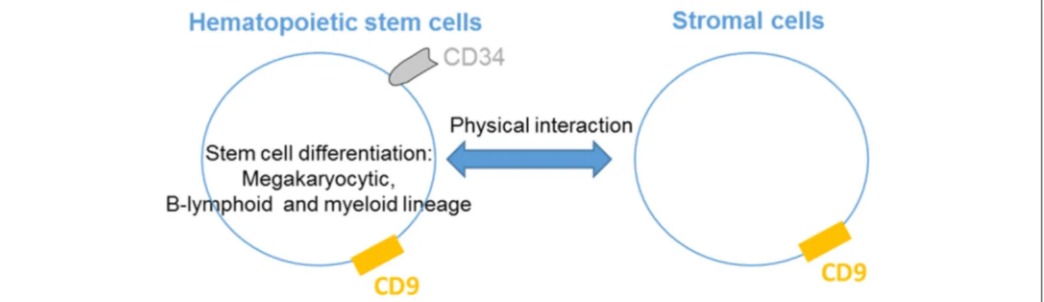 FIGURE 1 | CD9 regulates hematopoietic stem cells differentiation. CD9 is expressed by hematopoietic stem cells and is involved in the differentiation of the megakaryocytic, B-lymphoid and myeloid lineages