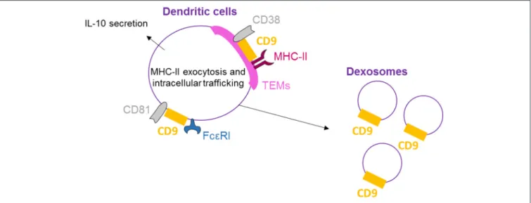 FIGURE 3 | CD9 is necessary for dendritic cell activity. On human DCs, CD9 co-localizes with CD81 and FcεRI, and crosslinking with FcεRI induces IL-10 secretion.