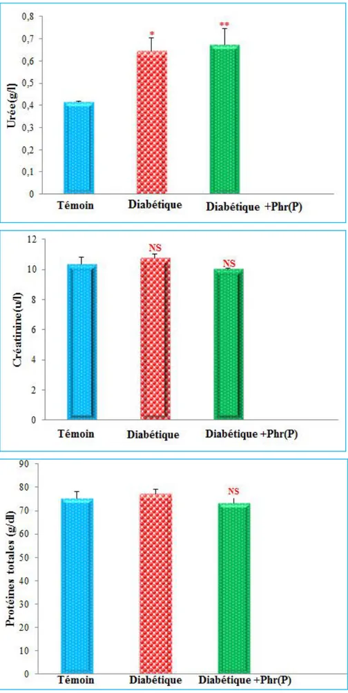 Figure  (13) :  Variation  de  la  concentration  sérique  de  l’urée,  la  créatinine  et  les  protéines  totales chez les rats témoins, diabétiques  et traités par la plante après 21 jours de traitement