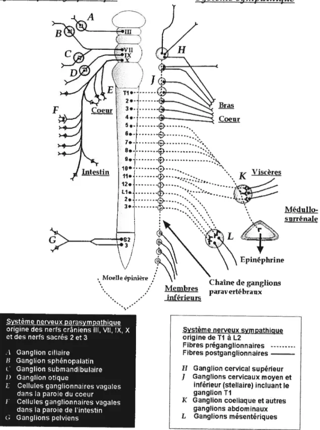 Figure 1. Organisation anatomique du système nerveux autonome. Les ganglions sympathiques sont distribués de part et d’autre de la colonne vertébrale, formant ainsi deux chaînes