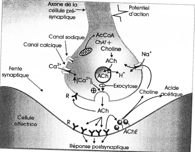 figure 2. Représentation schématique de la synthèse de l’acétylcholine dans les terminaisons nerveuses cholinergiques et de son métabolisme dans la fente synaptique
