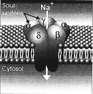 Figure 3. Structure moléculaire du récepteur cholinergique nicotinique. Cinq sous-unités sont disposées de façon à former un pore central qui traverse la membrane cellulaire.