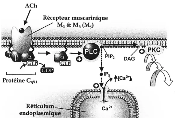 Figure 4. Mécanismes intracellulaires des récepteurs muscariniques M1 et M3 (et probablement M5)