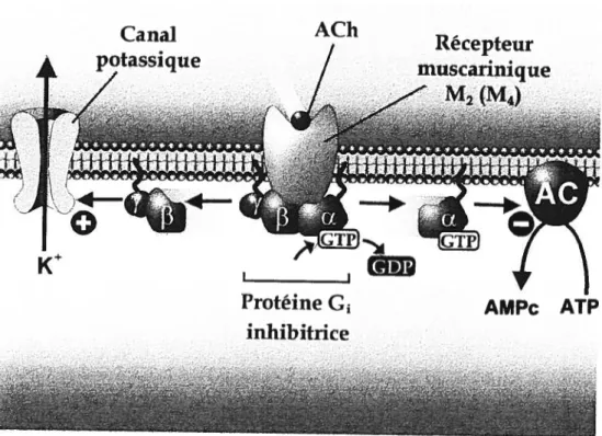 Figure 5. Mécanismes intracellulaires des récepteurs muscariniques M2 (et probablement M4).
