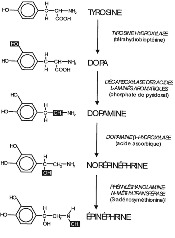 Figure 6. Diagramme illustrant les étapes enzymatiques de la biosynthêse des catécholamines.