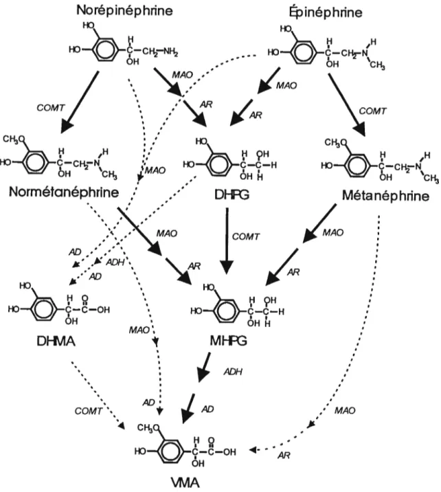 Figure 8. Étapes du recyclage métabolique des catécholamines. Les enzymes impliquées dans chaque voie sont indiquées près de la tête des flèches