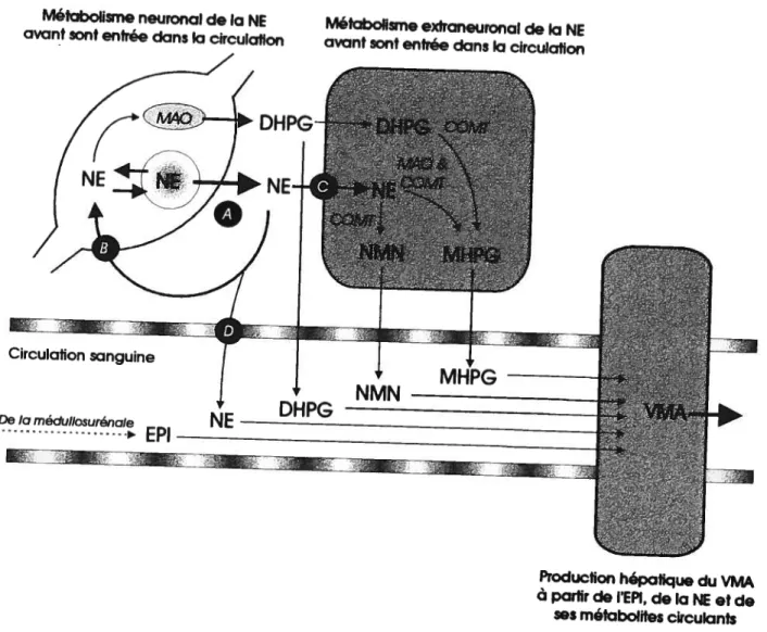 figure 9. Représentation schématique des voies métaboliques neuronales et extraneuronales pour la norépinéphrine (NE) avant et après l’entrée de la norépinéphrine et de ses métabolites dans la circulation sanguine