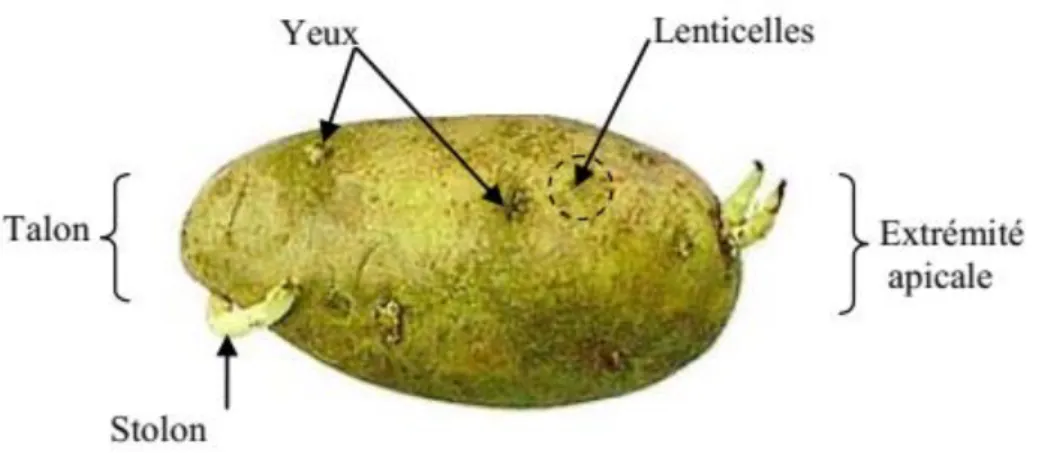 Figure 05 : Principaux organes extérieurs du tubercule de pomme de terre (BUFARES, 2012) 