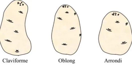 Figure 06 : Les différentes formes des tubercules de pomme de terre (BUFARES, 2012)   3.4.2