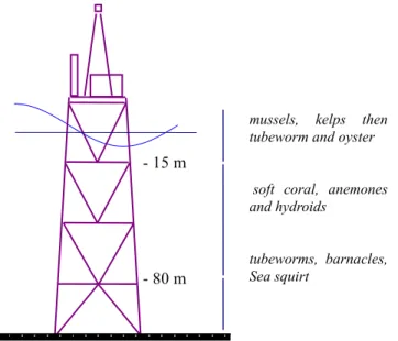 Table  1. MAIN ANIMAL SPECIES IN NORTH SEA. 