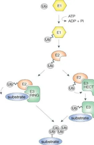 Figure  2 :  Processus  d’ubiquitylation.  L’ubiquitylation  est  une  cascade  enzymatique  impliquant  trois  enzymes : l’enzyme d’activation (E1) qui, avec l’hydrolyse de l’ATP,  lie l’ubiquitine