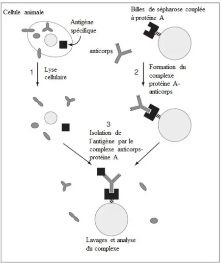 Figure  7 :  Processus  d’immunoprécipitation.  1.  La  lyse  cellulaire  est  effectuée  sur  des  cellules  animales  contenant  l’antigène  spécifique  (Itch  WT,  AAA,  ADA,  AAS  et  CA)