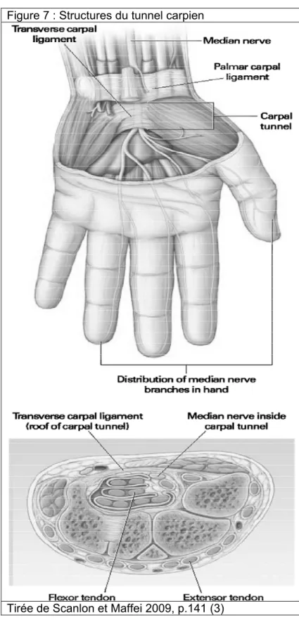 Figure 7 : Structures du tunnel carpien 