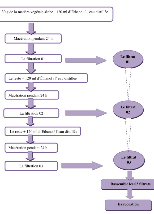 Figure 04: Schéma représente les étapes de préparation de l’extrait éthanolique / aqueux Le filtrat 01 Le filtrat 02 Le filtrat 03 