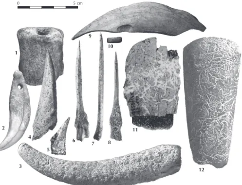 Fig. 2. Assemblage osseux de Cuiry-lès-Chaudardes (Aisne, fouilles UMR 7041)   (cliché S