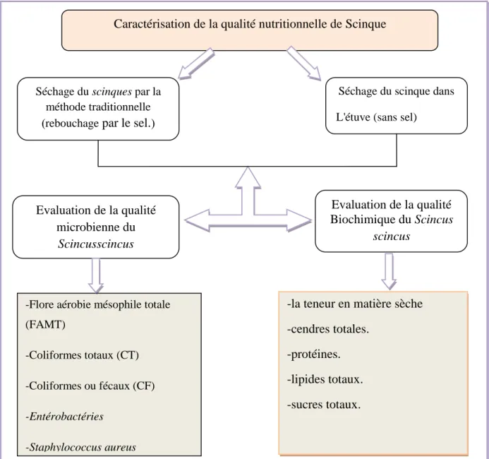 Figure 03 : Méthodologie adoptée pour la caractérisation du Scincus scincus (Photo original)  I.1.Matériels 