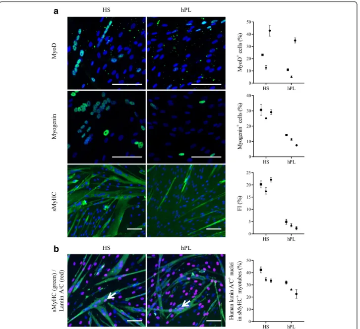 Fig. 5 Myogenic differentiation potential of hMuStem cells HS and hMuStem cells hPL . a Myogenic differentiation potential of hMuStem cells isolated and expanded either with HS (hMuStem cells HS ) or hPL (hMuStem cells hPL ) determined at P4 ( n = 3, donor